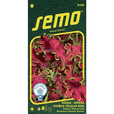 Koleus Africká kopřiva Colocha Rose
