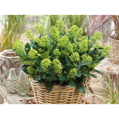 Skimia japonská Finchy, výška 20 cm, kvetináč 10 cm