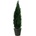 Columnaris 160 - 180 cm