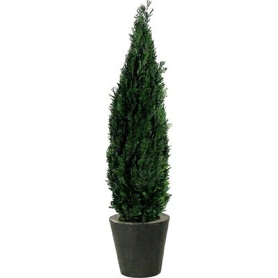 Columnaris 160 - 180 cm