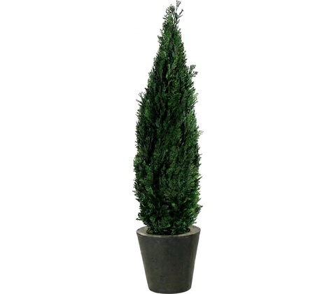 Columnaris 160 - 180 cm