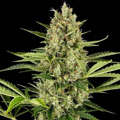 Sensi Seeds Jack Herer Automatic semena neobsahují THC 10 ks