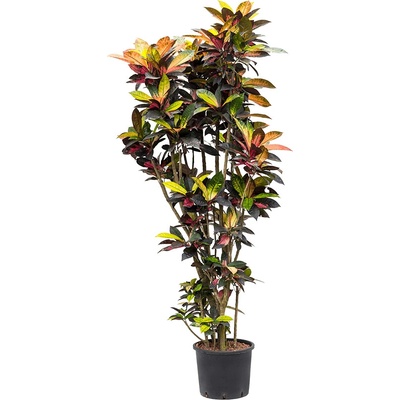 Kroton - Croton (Codiaeum) variegatum "Mrs. Iceton! 30/26 výška 210 cm