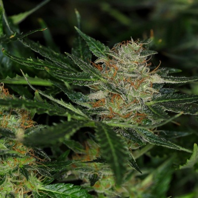 Kannabia Seeds Dream Sherbet AUTO semena neobsahují THC 3 ks