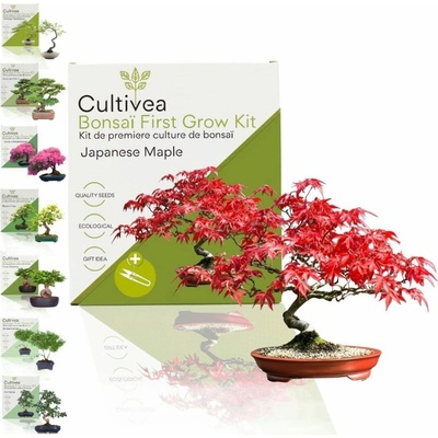 Cultivea Bonsai sada "Japanese Maple“ - 1 sada