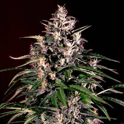 G13 Labs Seeds AUTO Dosi semena neobsahují THC 5 ks