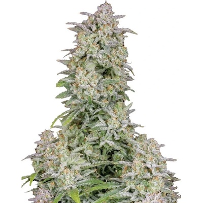 Fastbuds Forbidden Runtz Auto semienka neobsahujú THC 100 ks