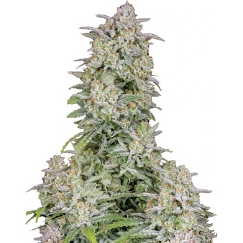 Fast Buds Forbidden Runtz AUTO semena neobsahují THC 10 ks