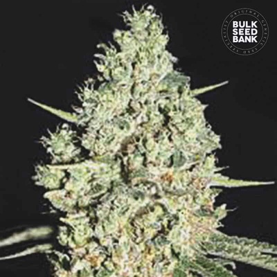 Bulk Seed Bank Auto Critical semienka neobsahujú THC 100 ks