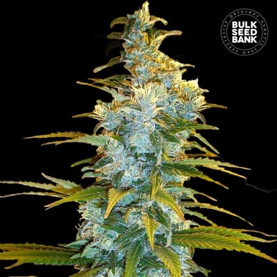 Bulk Seed Bank Northern Light semienka neobsahujú THC 100 ks