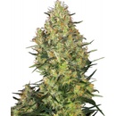 Sensi Seeds Shiva Skunk semena neobsahují THC 3 ks