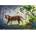 Ravensburger Дървен пъзел Ravensburger - Тигър, 500 части