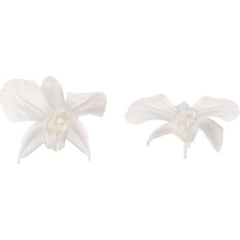 Dendrobium - 5 ks