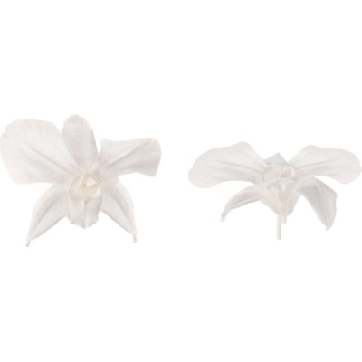 Dendrobium - 5 ks