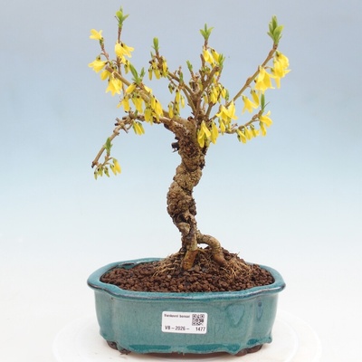 e-bonsai Venkovní bonsai - Zlatice - Forsythia koreana