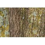 DIMEX ART Флизелинов фототапет текстура на кора на дърво 375 x 250 см