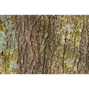 DIMEX ART Флизелинов фототапет текстура на кора на дърво 375 x 250 см