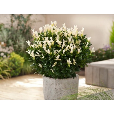 Bršlen japonský Paloma Blanca, výška 15-25 cm, kvetináč 13 cm