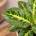 Aglaonema Lemon Mint