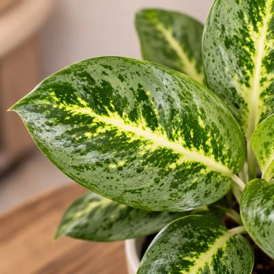 Aglaonema Lemon Mint