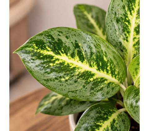 Aglaonema Lemon Mint