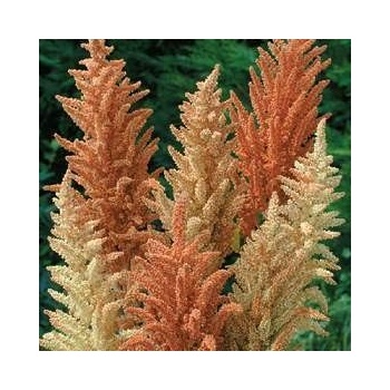 ? Семена на цветя Амарант „Пролетна Палитра (Autumn Palette) - 1500 бр. (1 г) (503065)