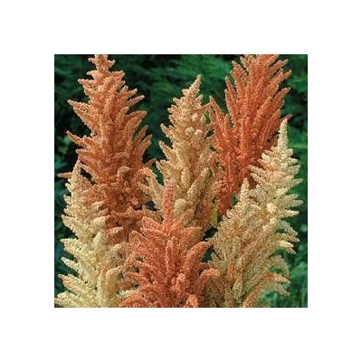 ? Семена на цветя Амарант „Пролетна Палитра (Autumn Palette) - 1500 бр. (1 г) (503065)