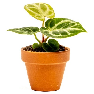 Gardners Anthurium Silver Blush, průměr 6 cm Anturie, Toulitka, Prasečí ocásek