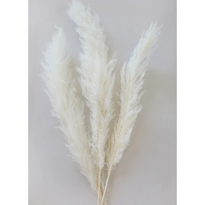 Sušená tráva - Pampas big bělená 140-160 cm