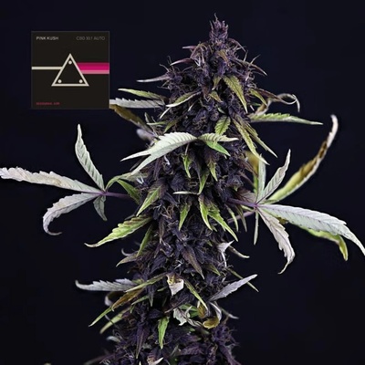 SEEDSMAN Pink Kush CBD 30:1 semienka neobsahujú THC 10 ks