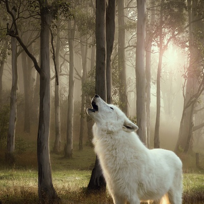 Wolf of Wilderness Blue River Junior kura & losos 12 x 400 g