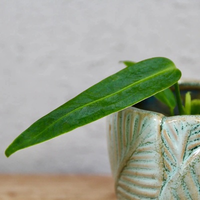 Anthurium Warocqueanum baby