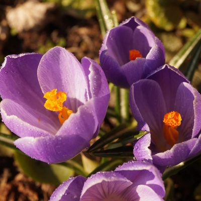 Krokus Grand Maitre - Crocus vernus - hlízy krokusu - 3 ks