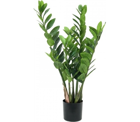 Zamiokulkas, 70cm