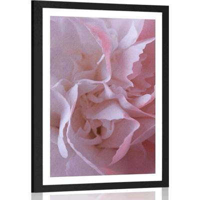 Plakát s paspartou lupínky karafiátu - 30x45 black