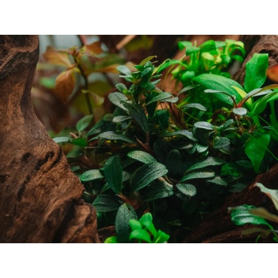 Bucephalandra sp. Needle Leaf
