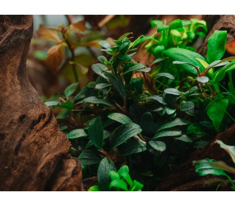 Bucephalandra sp. Needle Leaf