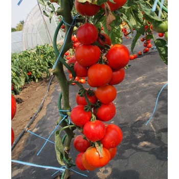 Rajče Uragan F1 - Solanum lycopersicum - semena rajčete - 30 ks