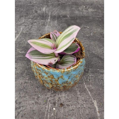 Tradescantia Albiflora Nanouk mini