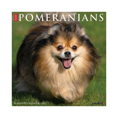 Pomeranians 12 X 12 Wall 2027