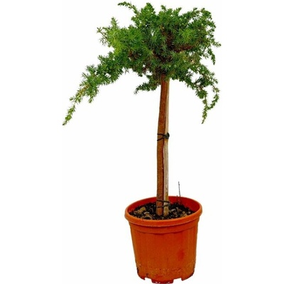 Borievka pobrežná BLUE PACIFIC na kmienku 45-50 cm, kont. 5 l