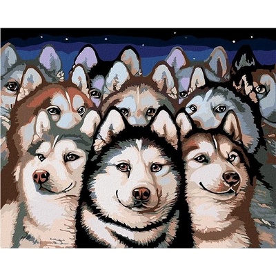 zuty Malování podle čísel Tlupa husky 50 x 40 cm vypnuté plátno na rám
