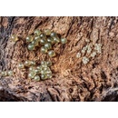 Extra Carp Gumové zarážky 8mm - 10ks