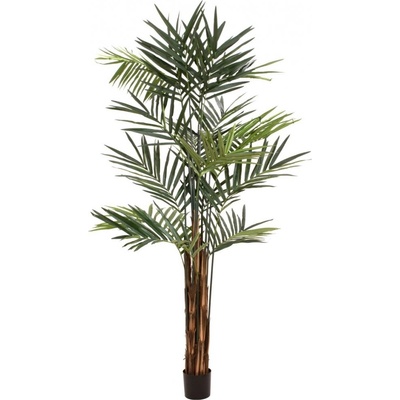 Kentia palma, 300cm