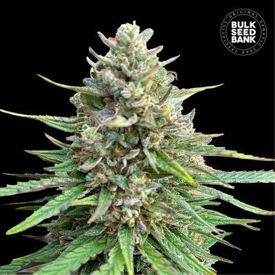 Bulk Seed Bank CBD Sativa King semienka neobsahujú THC 100 ks