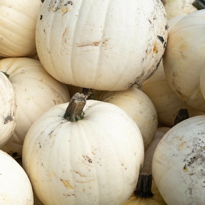 Tekvica Moonshine F1- Cucurbita pepo - semená tekvica - 6 ks