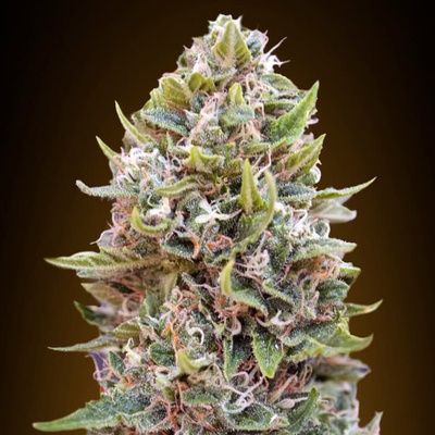 00 Seeds Bank Auto Cheese Berry semienka neobsahujú THC 100 ks