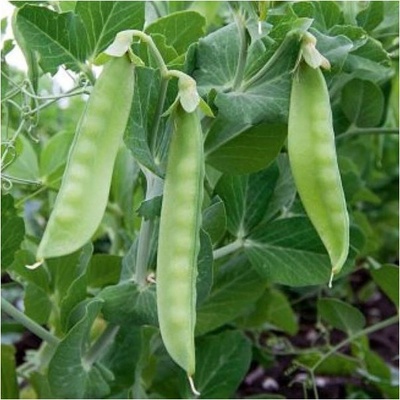 BIO hrach cukrový Ambrosia - Pisum sativum - bio semená hrachu - 45 ks