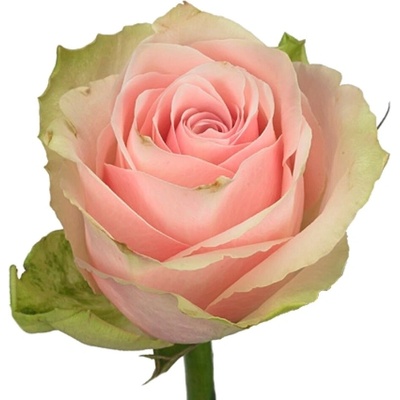 Růžová růže PINK ATHENA 50cm (M)