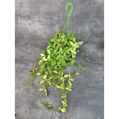Hoya Burtoniae 12 cm závěs (Voskovka se semišovými listy)
